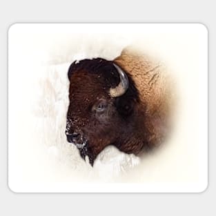 Bison Sticker